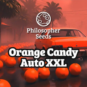 Orange Candy Auto XXL (Philosopher Seeds) feminized