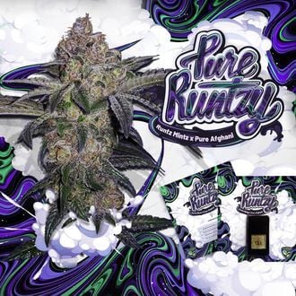 Pure Runtzy (T.H.Seeds) Feminized