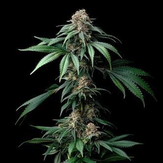 Mendo Breath (Barney's Farm) Feminized