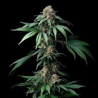 Mendo Breath (Barney's Farm) Feminized