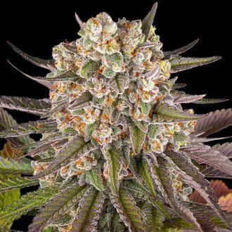 Limoncello (Barney's Farm) Feminized