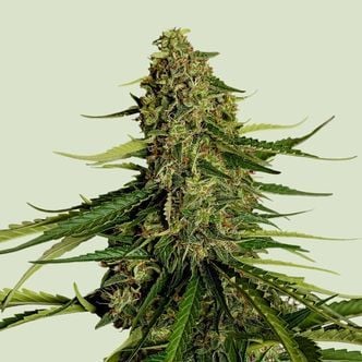 Gaia F1 Auto (Royal Queen Seeds) Feminized