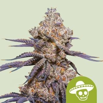 Mexican Rush Auto (Royal Queen Seeds) Feminized