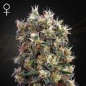 The Church (Greenhouse Seeds) feminized