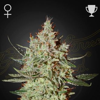 GH Cheese (Greenhouse Seeds) feminized