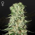 Damnesia (Strain Hunters) feminized