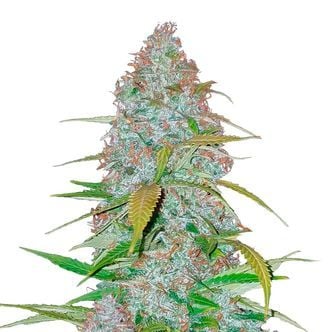 Californian Snow Auto (FastBuds) feminized