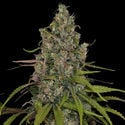 Choco Haze (Zamnesia Seeds) feminized