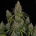 Choco Haze (Zamnesia Seeds) feminized