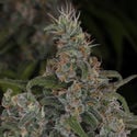 Choco Haze (Zamnesia Seeds) feminized