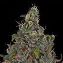 Choco Haze (Zamnesia Seeds) feminized