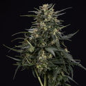 Northern Lights Automatic (Zamnesia Seeds) feminized