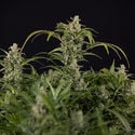 Northern Lights Automatic (Zamnesia Seeds) feminized