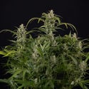 Northern Lights Automatic (Zamnesia Seeds) feminized