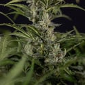 Northern Lights Automatic (Zamnesia Seeds) feminized