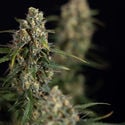 Sticky Beast Automatic (Zamnesia Seeds) feminized