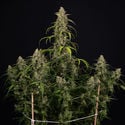 Sticky Beast Automatic (Zamnesia Seeds) feminized