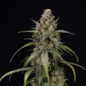 Sticky Beast Automatic (Zamnesia Seeds) feminized