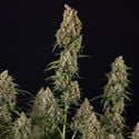 Sticky Beast Automatic (Zamnesia Seeds) feminized