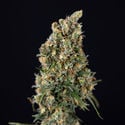 Sticky Beast Automatic (Zamnesia Seeds) feminized