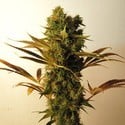 Hammershark (Resin Seeds) feminized