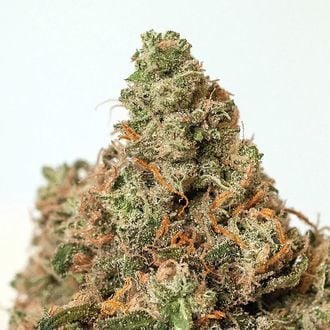 Super Cheese (Positronics) feminized