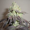 Girl Scout Cookies (Zamnesia Seeds) Feminized