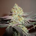 Girl Scout Cookies (Zamnesia Seeds) Feminized