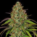 Lemon Power Haze (Zamnesia Seeds) feminized