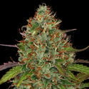 Lemon Power Haze (Zamnesia Seeds) feminized