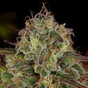 Bruce Banner 3 (Zamnesia Seeds) Feminized