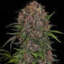 Kalini Asia (Zamnesia Seeds) Feminized