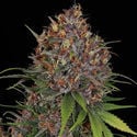 Kalini Asia (Zamnesia Seeds) Feminized