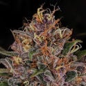 Kalini Asia (Zamnesia Seeds) Feminized