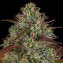 Larry Bird Kush (Zamnesia Seeds) feminized