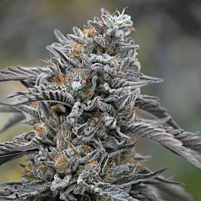 Black D O G Humboldt Seeds Feminized Zamnesia