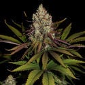 Purple Punch (Zamnesia Seeds) feminized