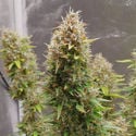 Runtz Automatic (Zamnesia Seeds) Feminized