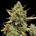 Runtz Automatic (Zamnesia Seeds) Feminized