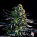 Watermelon Candy (Zamnesia Seeds) Feminized