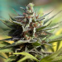 Apple Fritter (Zamnesia Seeds) feminized