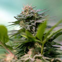 Apple Fritter (Zamnesia Seeds) feminized