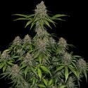 Frosted Guava (Zamnesia Seeds) feminized