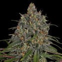 Frosted Guava (Zamnesia Seeds) feminized