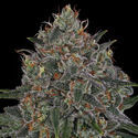 Frosted Guava (Zamnesia Seeds) feminized