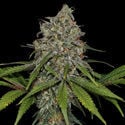 Frosted Guava (Zamnesia Seeds) feminized