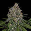 Frosted Guava (Zamnesia Seeds) feminized