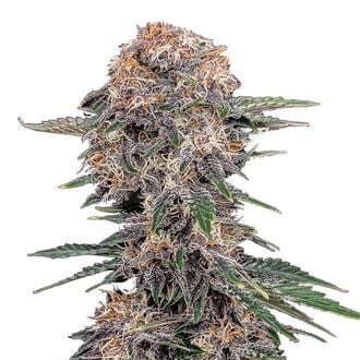 Cherry Cola Auto (FastBuds) Feminized