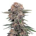 Cherry Cola Auto (FastBuds) Feminized