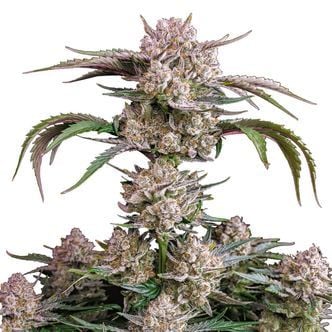 Strawberry Gorilla Auto (FastBuds) Feminized